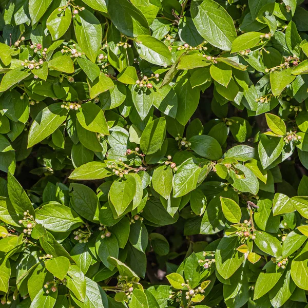 Απρόσκοπτη Υφή Μοτίβου Από Υγρό Κλαδί Θάμνου Βαμβακιού Πράσινα Φύλλα — Φωτογραφία Αρχείου