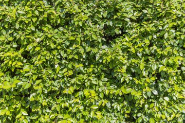 Yeşil taze yaprak ve tomurcukları olan çitler için bir kotonaster çalısı yazın bir parkta.