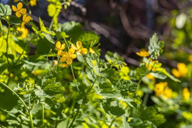 Sarı bir selandin grubu yazın bir parkta yeşil bir yaprak ve çimen zemininde yetişir.