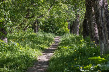 Ağaçlar ve yeşil otlar arasında gri bir patika var Yazın ormanda