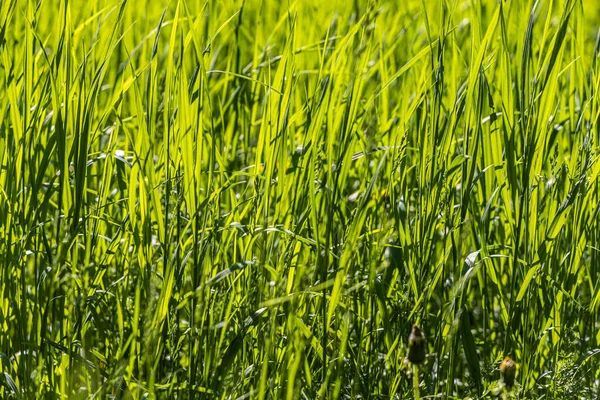 Beautiful Horizontal Texture Green Creeping Wild Rye Grass Summer — Stock Photo, Image