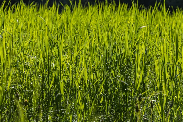 Beautiful Horizontal Texture Green Creeping Wild Rye Grass Summer — Stock Photo, Image