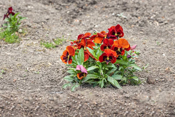 Die Roten Und Orangefarbenen Viola Blüten Mit Schönen Grünen Blättern — Stockfoto