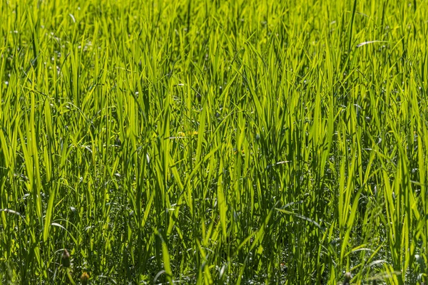 Beautiful Horizontal Texture Green Creeping Wild Rye Grass Summer — Stock Photo, Image