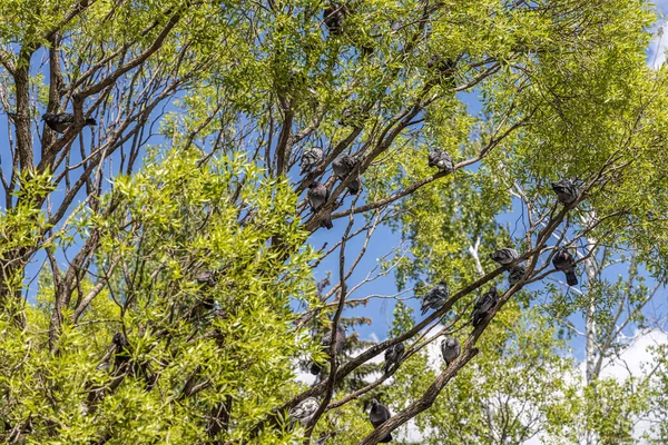 青い空を背景に春に公園に若い葉とハトの群れを持つ美しい古い素晴らしい枝の木 — ストック写真