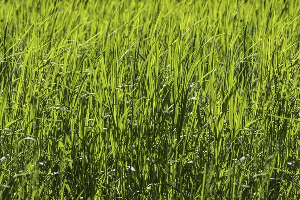 Gyönyörű Zökkenőmentes Határ Vízszintes Textúra Zöld Creeping Wild Rye Nyáron — Stock Fotó