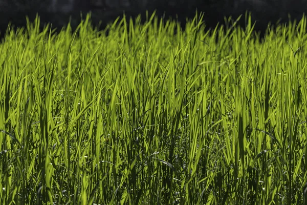 Beautiful Seamless Border Horizontal Texture Green Creeping Wild Rye Grass — Stock Photo, Image