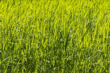 Yaban Çavdar Tarlasının yeşil dokusunun güzel yatay dokusu yazdır.