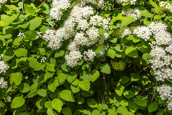 Yeşil Yapraklı Bir Beyaz Spirea Infloresans Parkta Bulanık Bir Arka — Stok fotoğraf