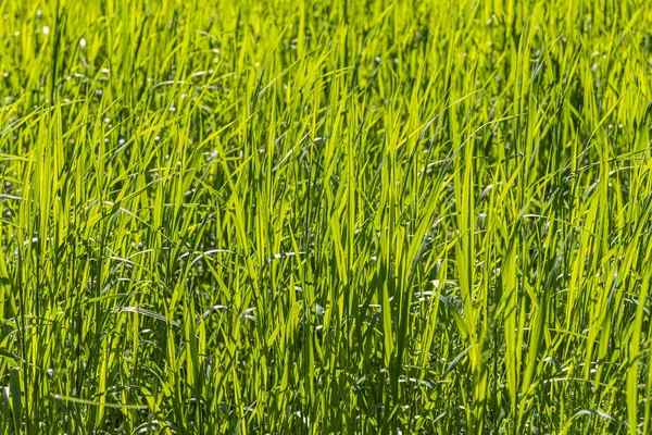 Gyönyörű Vízszintes Textúra Zöld Creeping Wild Rye Nyáron — Stock Fotó
