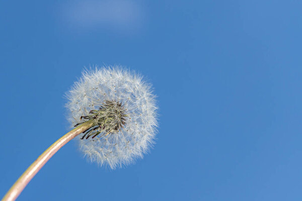 One white fluffy dandelion head with seeds is on a beautiful blue sky background
