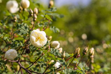 Güzel bir buket beyaz gül ve tomurcuk ve yapraklar yazın parkta bulanık yeşil bir arka planda.