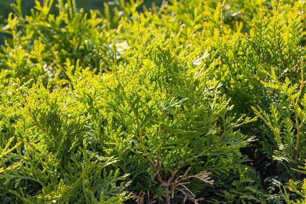 Beautiful texture of light Green brunches of thuja bushes — Stock Photo, Image
