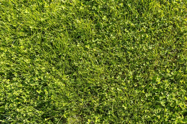 Bela textura horizontal de trevo verde e rastejando grama de centeio selvagem é no verão — Fotografia de Stock