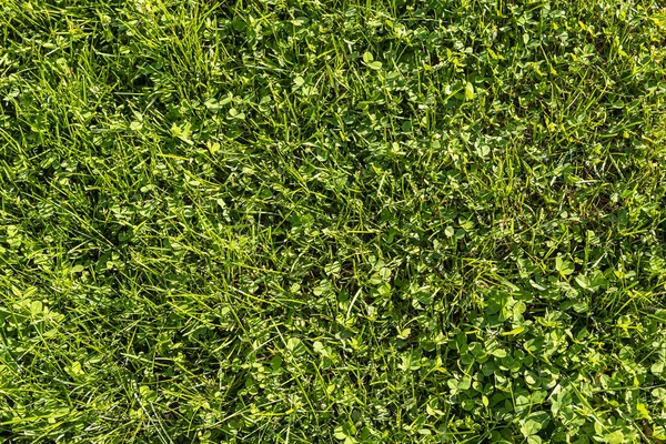 Bela textura horizontal de trevo verde e rastejando grama de centeio selvagem é no verão — Fotografia de Stock