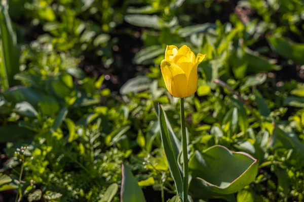 Желтый тюльпан с тычинками и пестиком на размытом зеленом фоне — стоковое фото