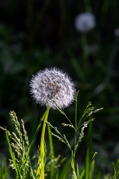 A white fluffy dandelion head with seeds is on a beautiful blurred green background — Stock Photo, Image