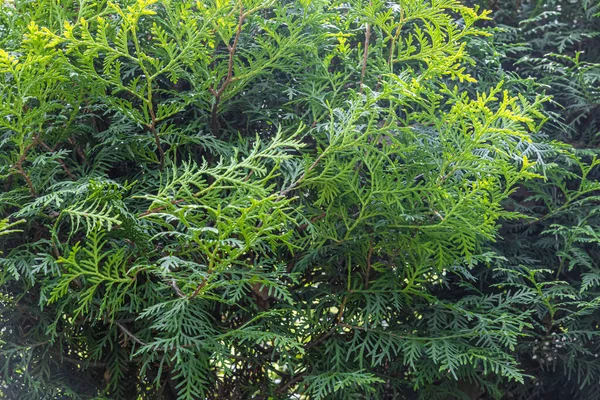 Vacker Konsistens Ljusgröna Bruncher Thuja Buskar — Stockfoto