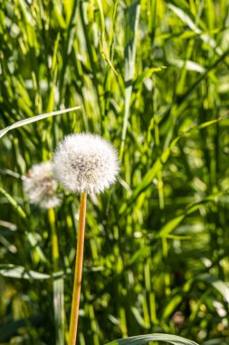 Tohumları olan beyaz tüylü bir karahindiba başı güzel, bulanık yeşil bir arka planda. Dikey
