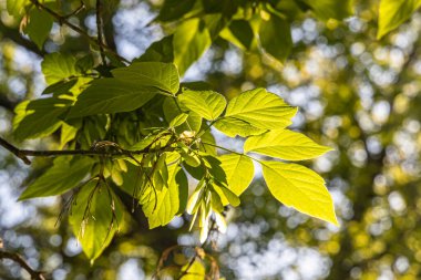 Genç yeşil yapraklı akçaağaç dalları ve tohumlar baharda mavi gökyüzü arka planında bir parkta