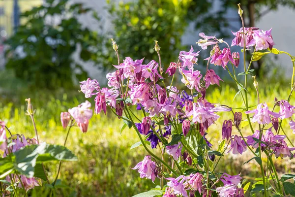 Buquê Flores Silvestres Violetas Aquilegia Com Uma Abelha Está Fundo — Fotografia de Stock