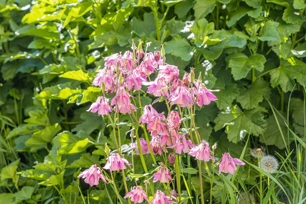 Buquê Flores Silvestres Violetas Aquilegia Com Uma Abelha Está Fundo — Fotografia de Stock