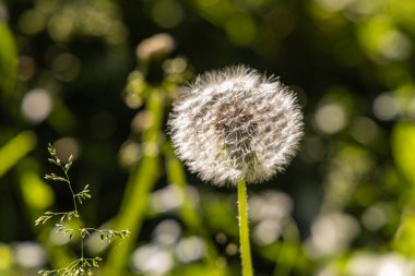 Tohumları olan beyaz tüylü bir karahindiba başı güzel, bulanık yeşil bir arka planda.