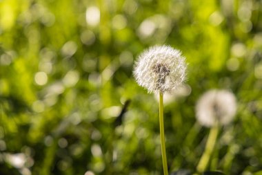 Tohumları olan beyaz tüylü bir karahindiba başı güzel, bulanık yeşil bir arka planda.