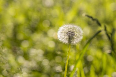 Tohumları olan beyaz tüylü bir karahindiba başı güzel, bulanık yeşil bir arka planda.