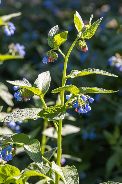 Blå og rosa blomster har en prikkete, grønn bakgrunn – stockfoto