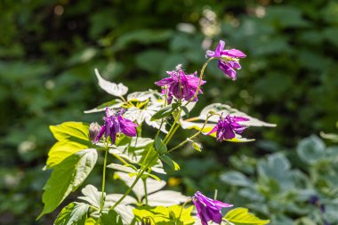 Bir buket menekşe kır çiçeği Aquilegia yeşil yapraklı arka planda