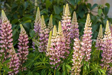 Yeşil yapraklı arka planda bir buket pembe lupin çiçeği var.