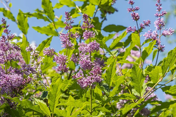 Ramo de lilás com folhas verdes e botões floresce em um fundo desfocado verde no verão — Fotografia de Stock