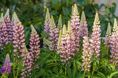 Yeşil yapraklı arka planda bir buket pembe lupin çiçeği var.