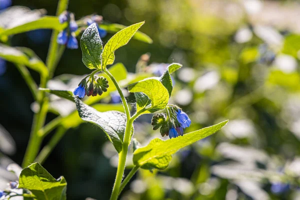 Blå og rosa blomster har en prikkete, grønn bakgrunn – stockfoto