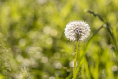 Tohumları olan tüylü beyaz bir karahindiba başı güzel, bulanık yeşil bir arka planda.