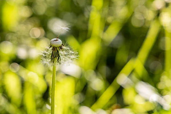 種子を持つ白いふわふわのタンポポの頭は 美しいぼやけた緑の背景にあります — ストック写真
