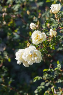 Güzel bir buket beyaz gül ve tomurcuk ve yapraklar yazın parkta bulanık yeşil bir arka planda. Dikey