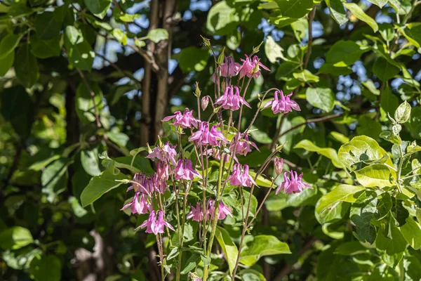 Buquê Flores Silvestres Violetas Aquilegia Está Fundo Folhas Verdes — Fotografia de Stock