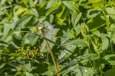 Tohumları olan tüylü beyaz bir karahindiba başı güzel, bulanık yeşil bir arka planda.