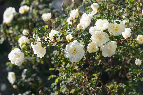 Hermoso Ramo Rosas Blancas Brotes Hojas Está Sobre Fondo Verde — Foto de Stock