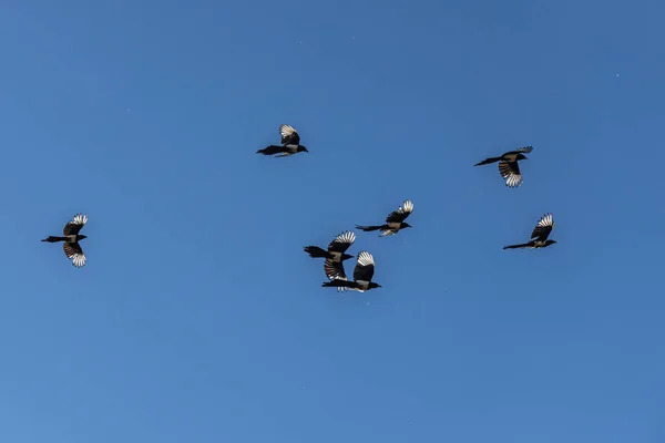 Flock Magpies Light Wings Flying Blue Sky Background — Stock Photo, Image