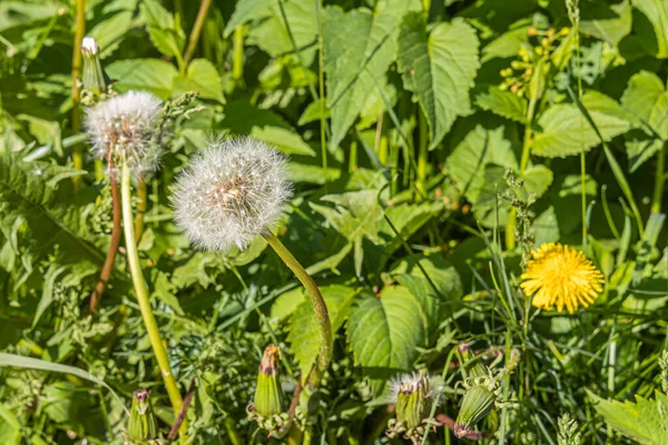 Group White Fluffy Dandelion Heads Seeds Beautiful Blurred Green Background — Stock Photo, Image