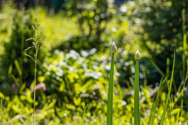 Yeşil soğan yazın bulanık bir arka planda yetişir.