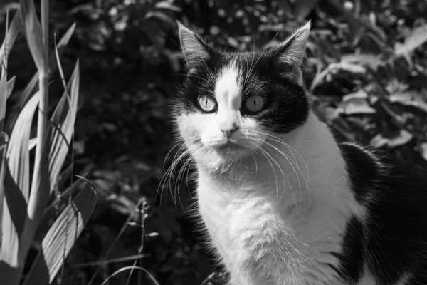Piękny Dorosły Młody Czarno Biały Kot Dużymi Oczami Siedzi Latem — Zdjęcie stockowe
