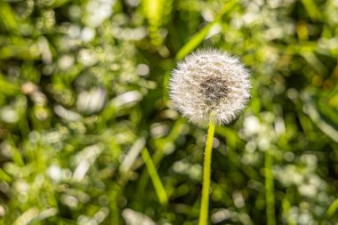 Tohumları olan beyaz tüylü bir karahindiba başı güzel, bulanık yeşil bir arka planda.