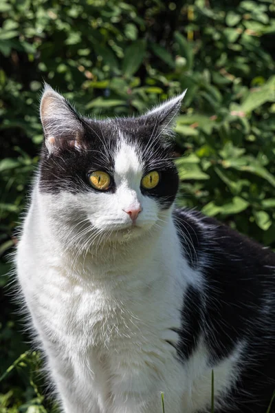 Piękny Dorosły Młody Czarno Biały Kot Dużymi Żółtymi Oczami Siedzi — Zdjęcie stockowe