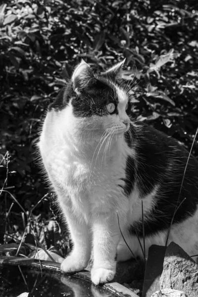 Koca Gözlü Genç Güzel Siyah Beyaz Bir Kedi Yazın Bir — Stok fotoğraf