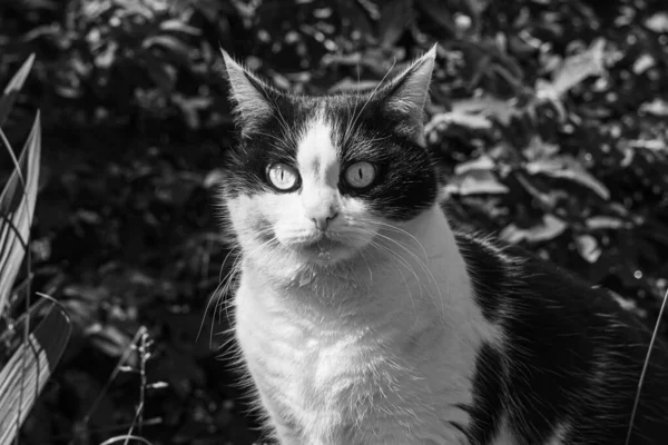 Beau Jeune Chat Adulte Noir Blanc Avec Grands Yeux Assoit — Photo