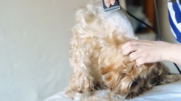 约克夏犬梳理和做美容，特写 — 图库视频影像